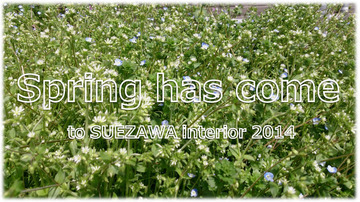 Spring has come to SUEZAWA interior~(*´ェ`*)